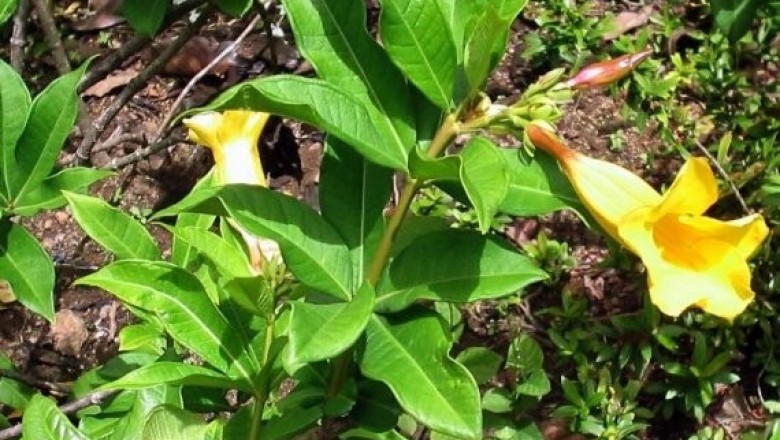 Cây Bông vàng lá hẹp. Allamanda neriifolia Hook - Cây Thuốc Nam Quanh Ta